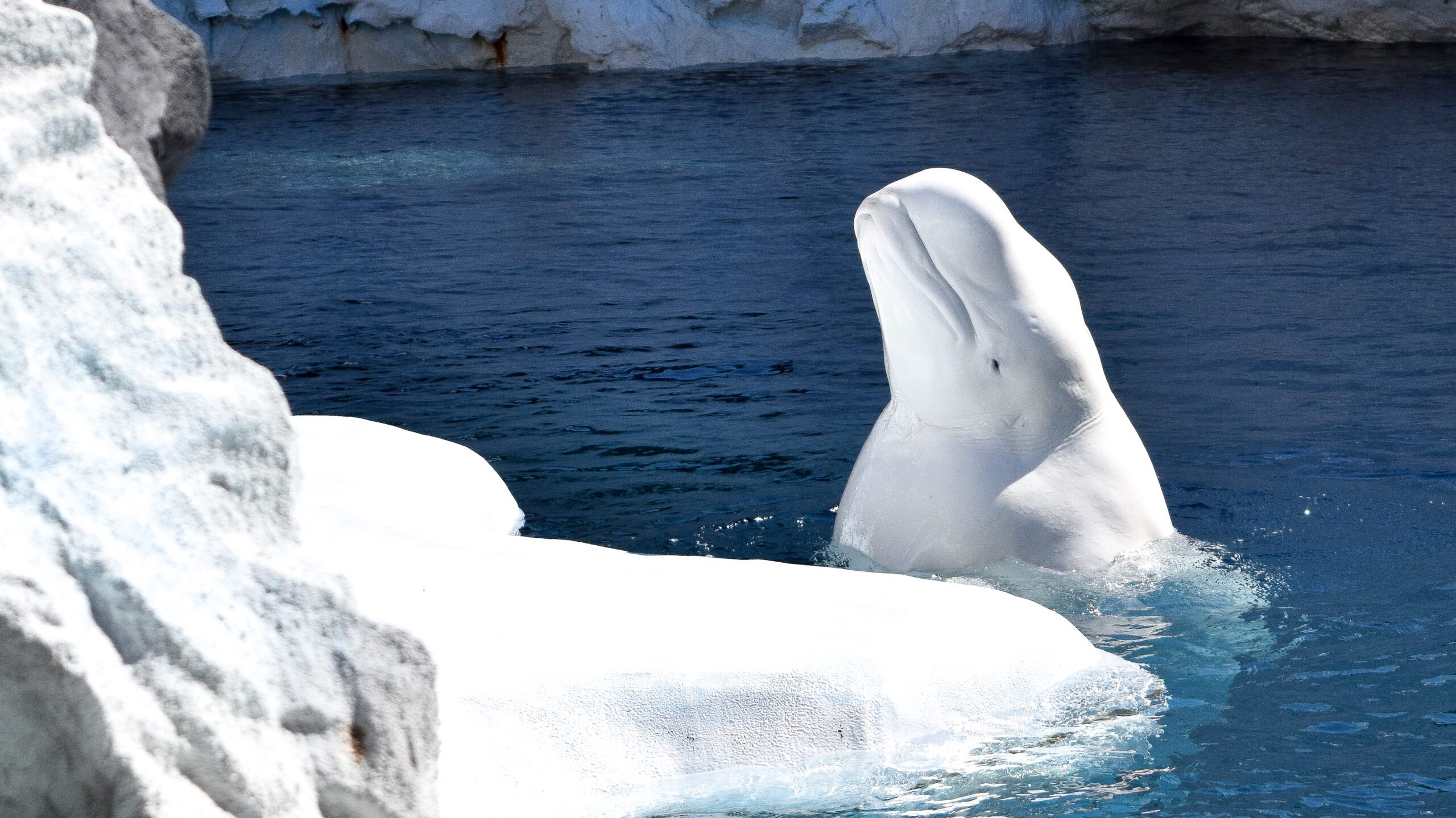 Beluga Whale Near Iceberg