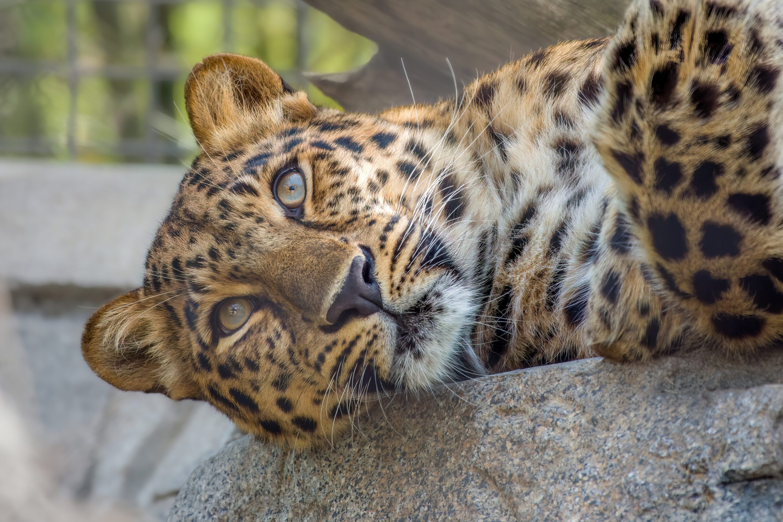 Closeup portrait of an Amur leopard, native to the southeastern Russia and northern China.
